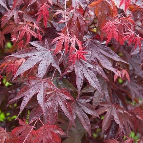 Bloodgood Japanese Maple Tree