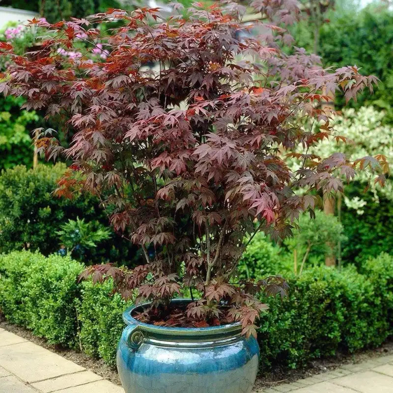 Bloodgood Japanese Maple Tree