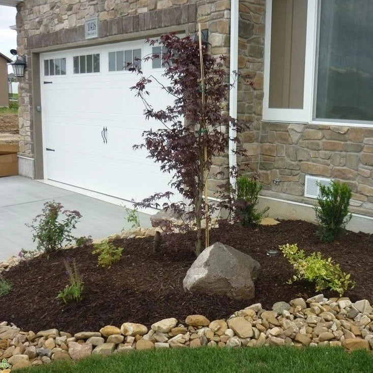 Bloodgood Japanese Maple Tree