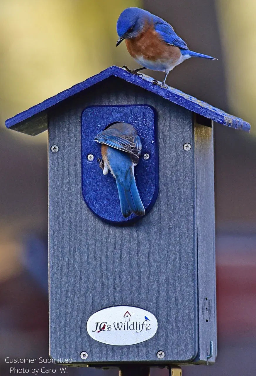 Bluebird House in Recycled Poly Lumber with a Clear Viewing Window and Separate Cleaning Door