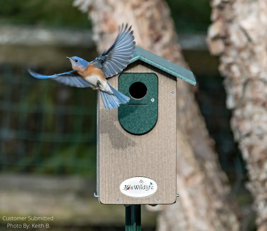 Bluebird House in Recycled Poly Lumber with a Clear Viewing Window and Separate Cleaning Door