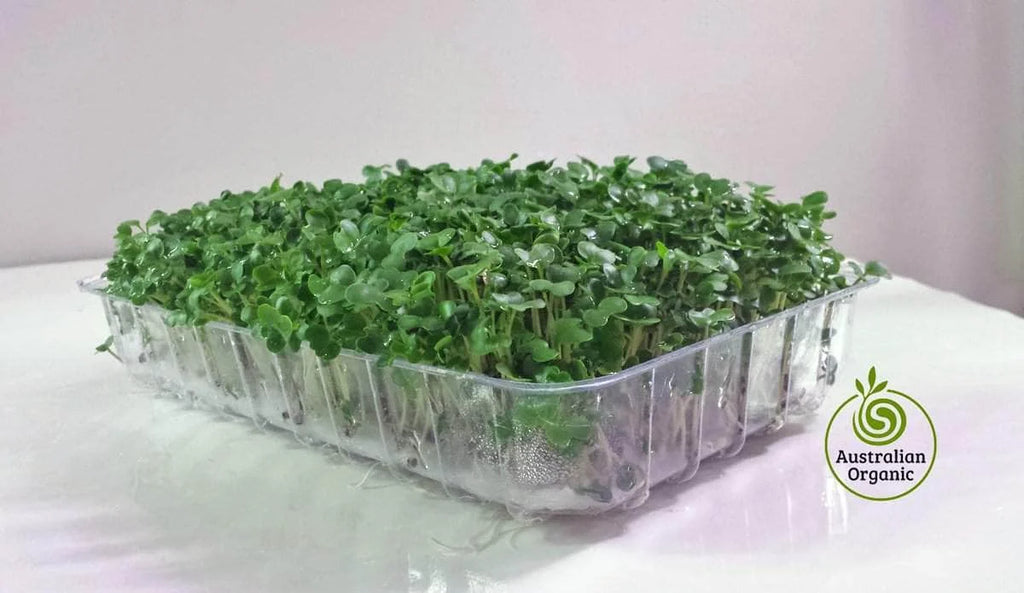 Broccoli Sprouting Seeds