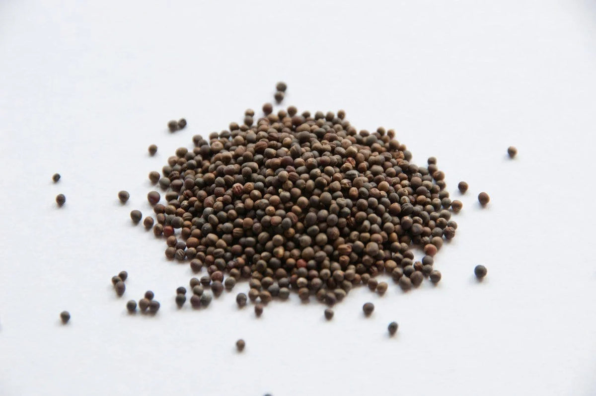 Broccoli Sprouting Seeds