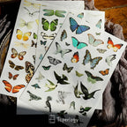 Butterfly Rub-on Stickers in a Three-Sheet Pack for Adding Decorative Motifs to Creative Craft Projects