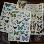 Butterfly Rub-on Stickers in a Three-Sheet Pack for Adding Decorative Motifs to Creative Craft Projects