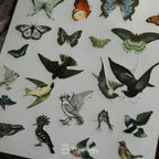 Butterfly Rub-on Stickers in a Three-Sheet Pack for Adding Decorative Motifs to Creative Craft Projects