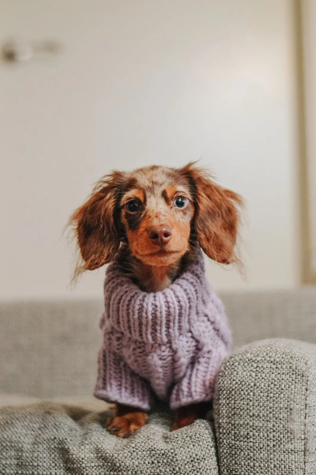 Cable Knit Dog Sweater in Lavender