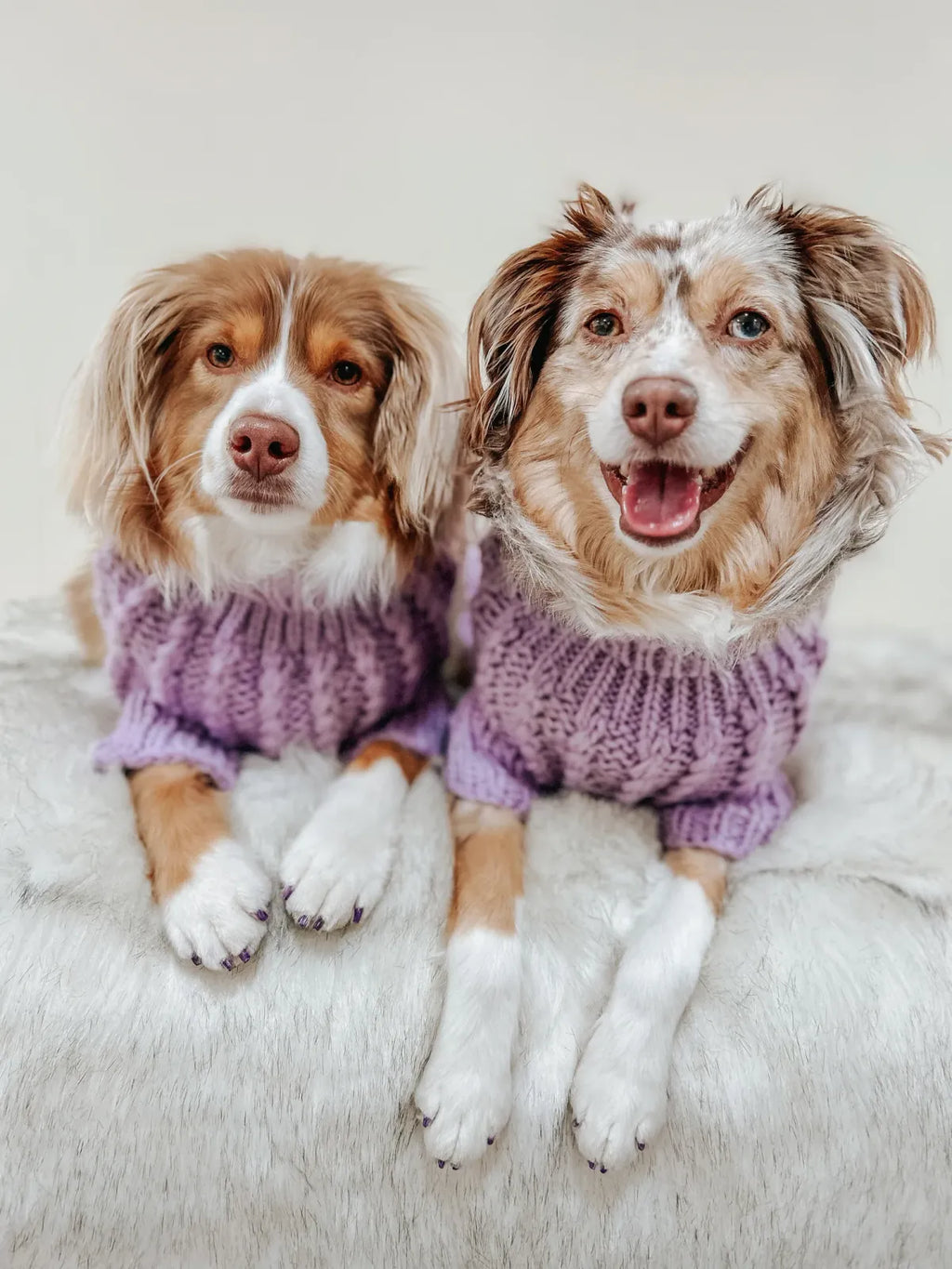 Cable Knit Dog Sweater in Lavender