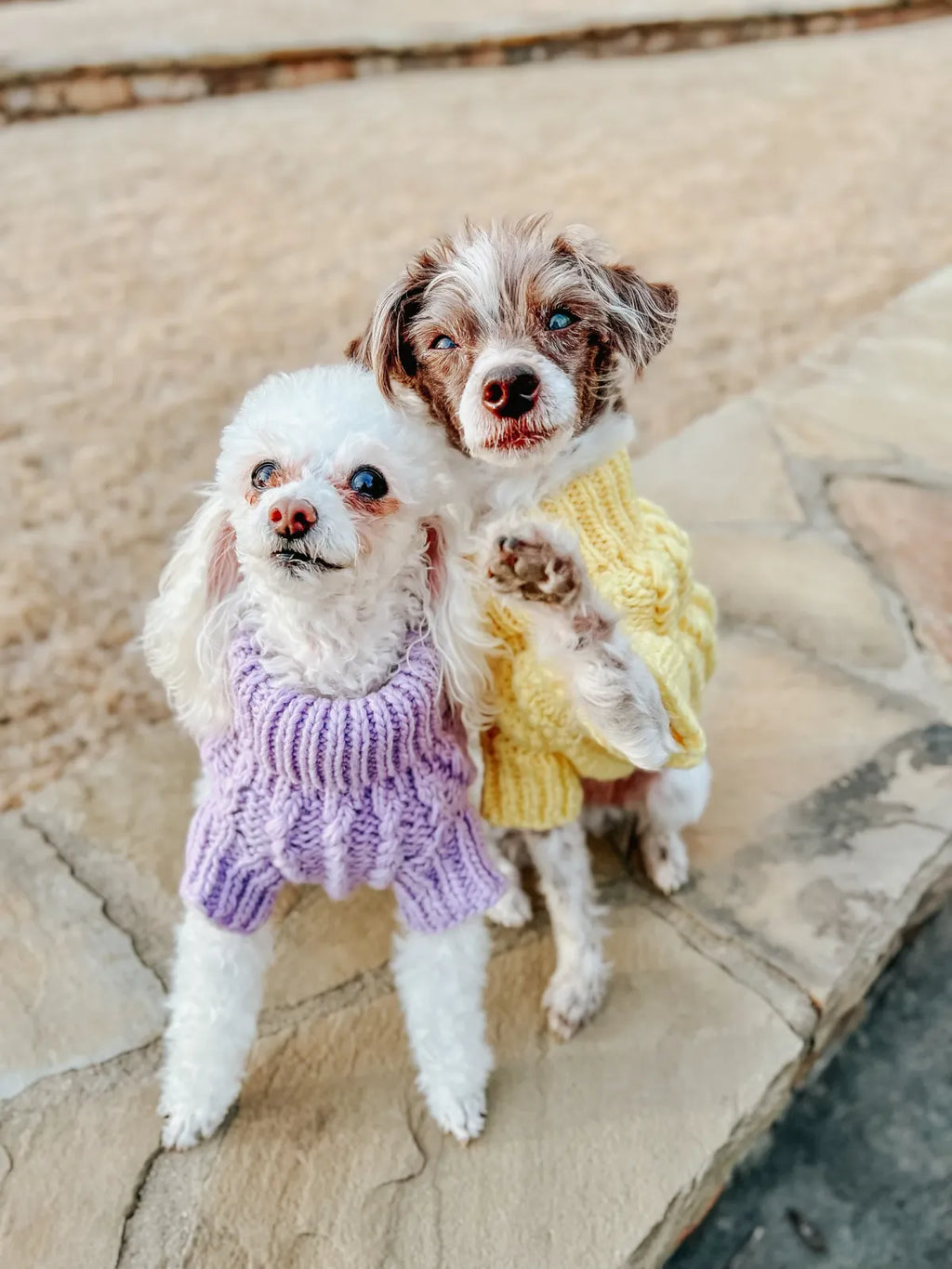 Cable Knit Dog Sweater in Lavender