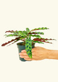 Calathea Rattlesnake Potted Houseplant with Patterned Foliage and Low to Bright Indirect Light Ca — Small / Grow Pot (Varies)