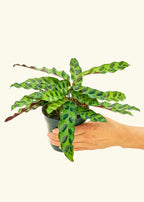 Calathea Rattlesnake Potted Houseplant with Patterned Foliage and Low to Bright Indirect Light Care