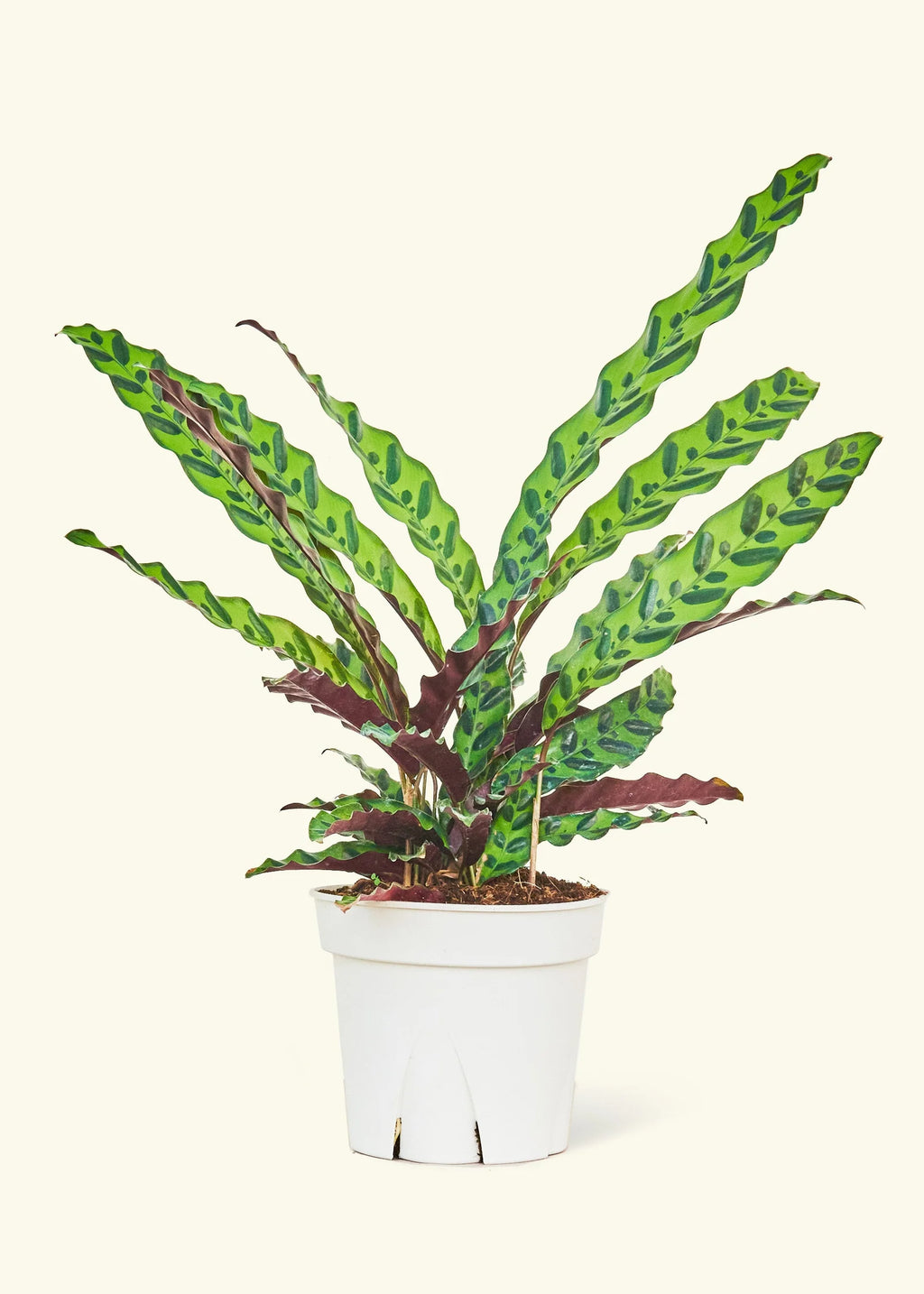 Calathea Rattlesnake Potted Houseplant with Patterned Foliage and Low to Bright Indirect Light Care