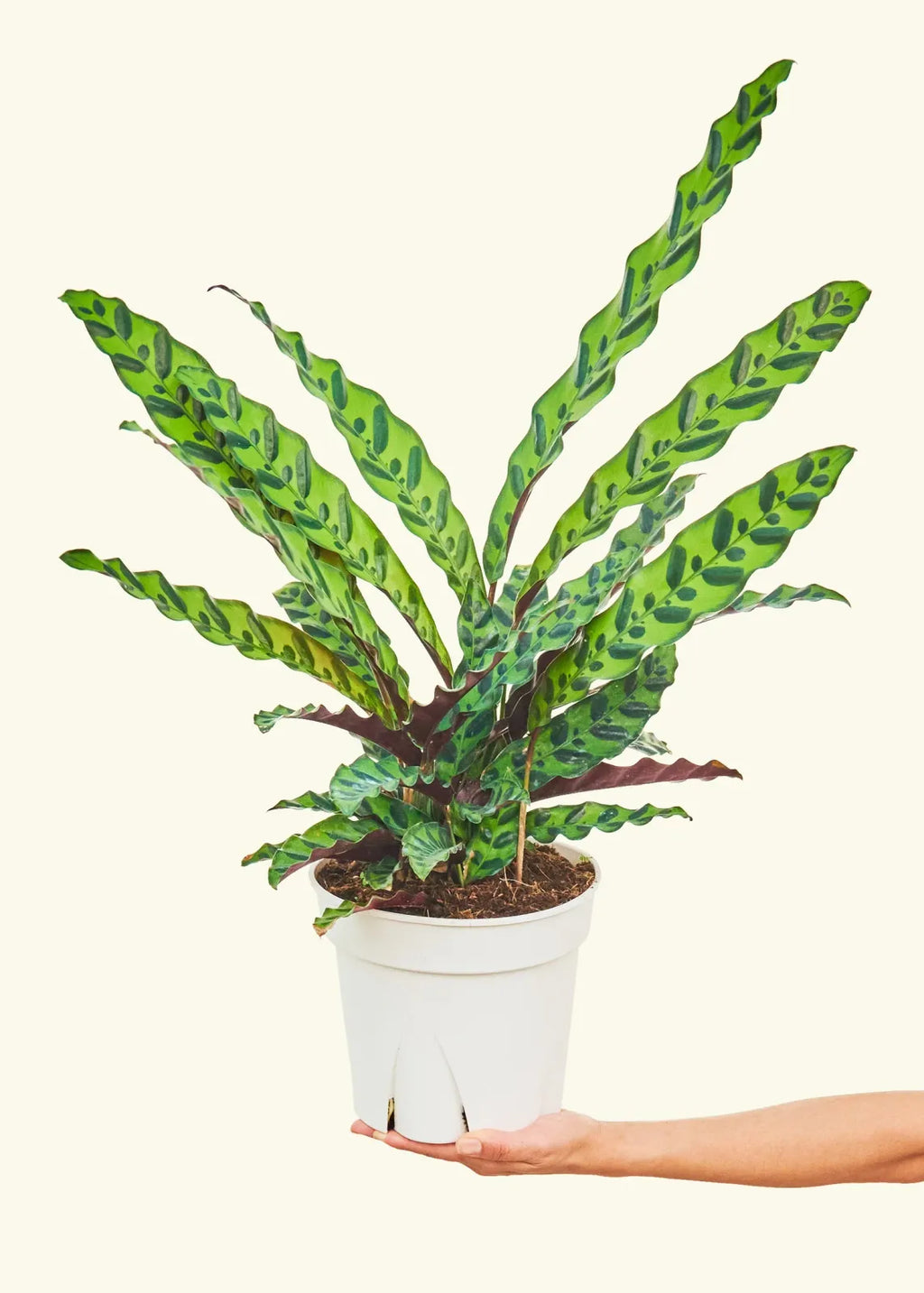 Calathea Rattlesnake Potted Houseplant with Patterned Foliage and Low to Bright Indirect Light Care