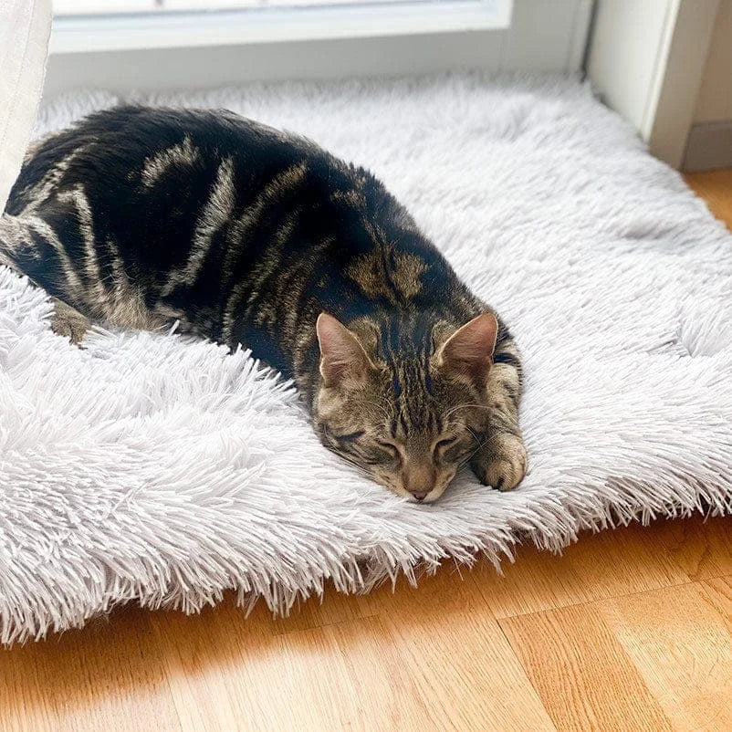 Cat Bed