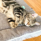 Cat Bed