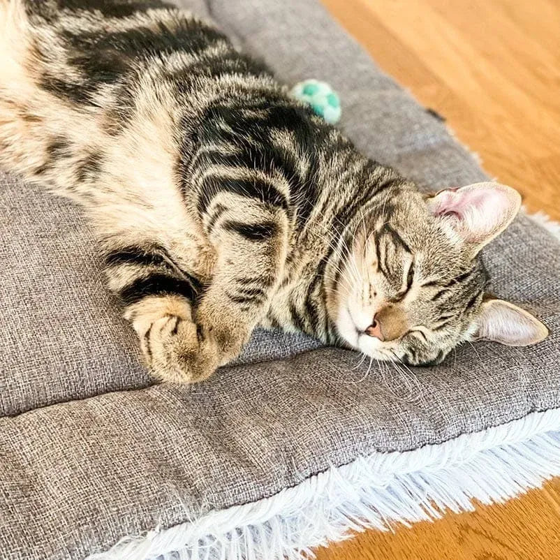 Cat Bed