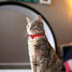 Cat Collar Cover Set of Three Cotton Prints with an Adjustable Breakaway Collar and Reflective Trim