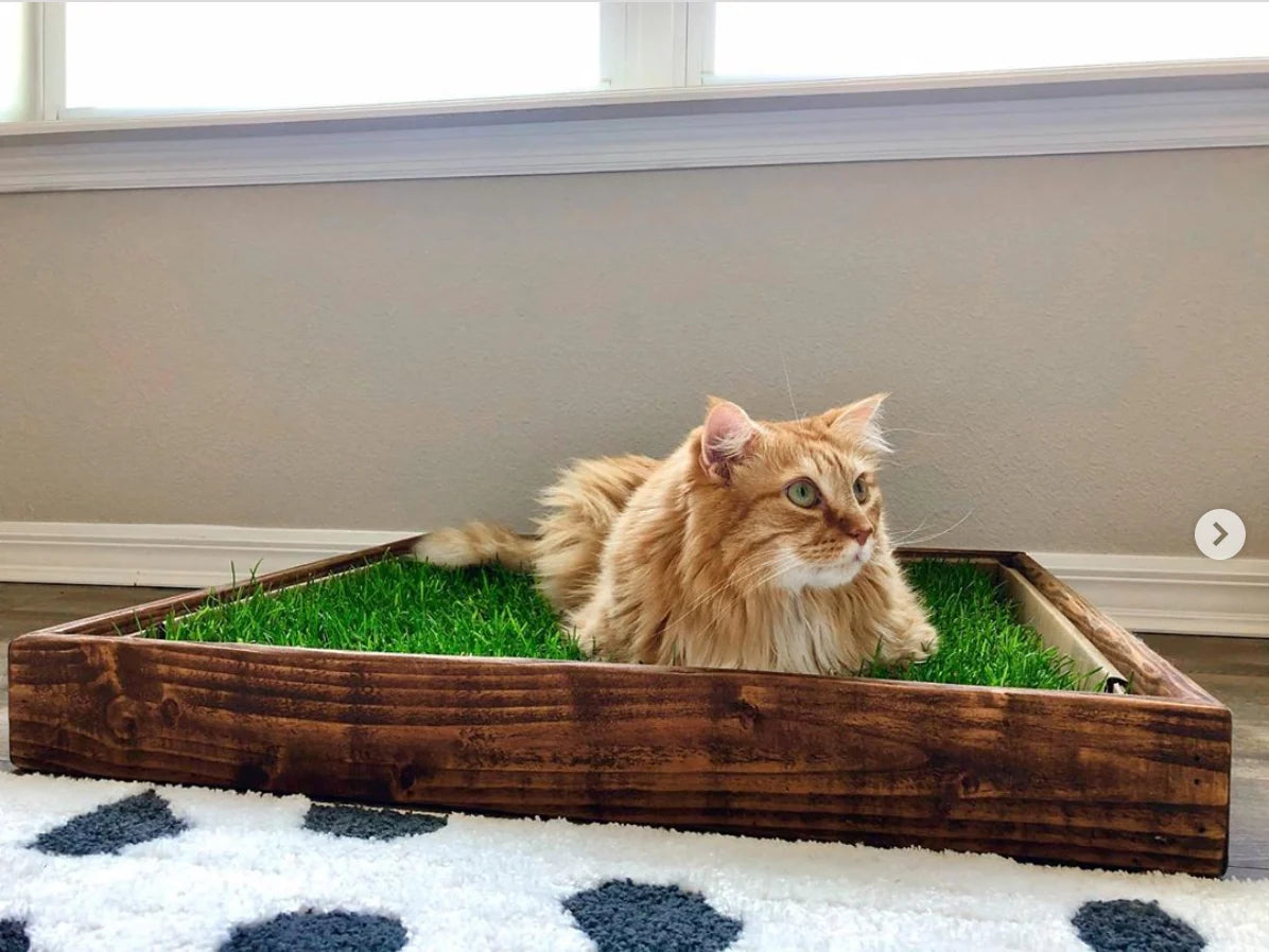 Cat Grass Pad Bundle