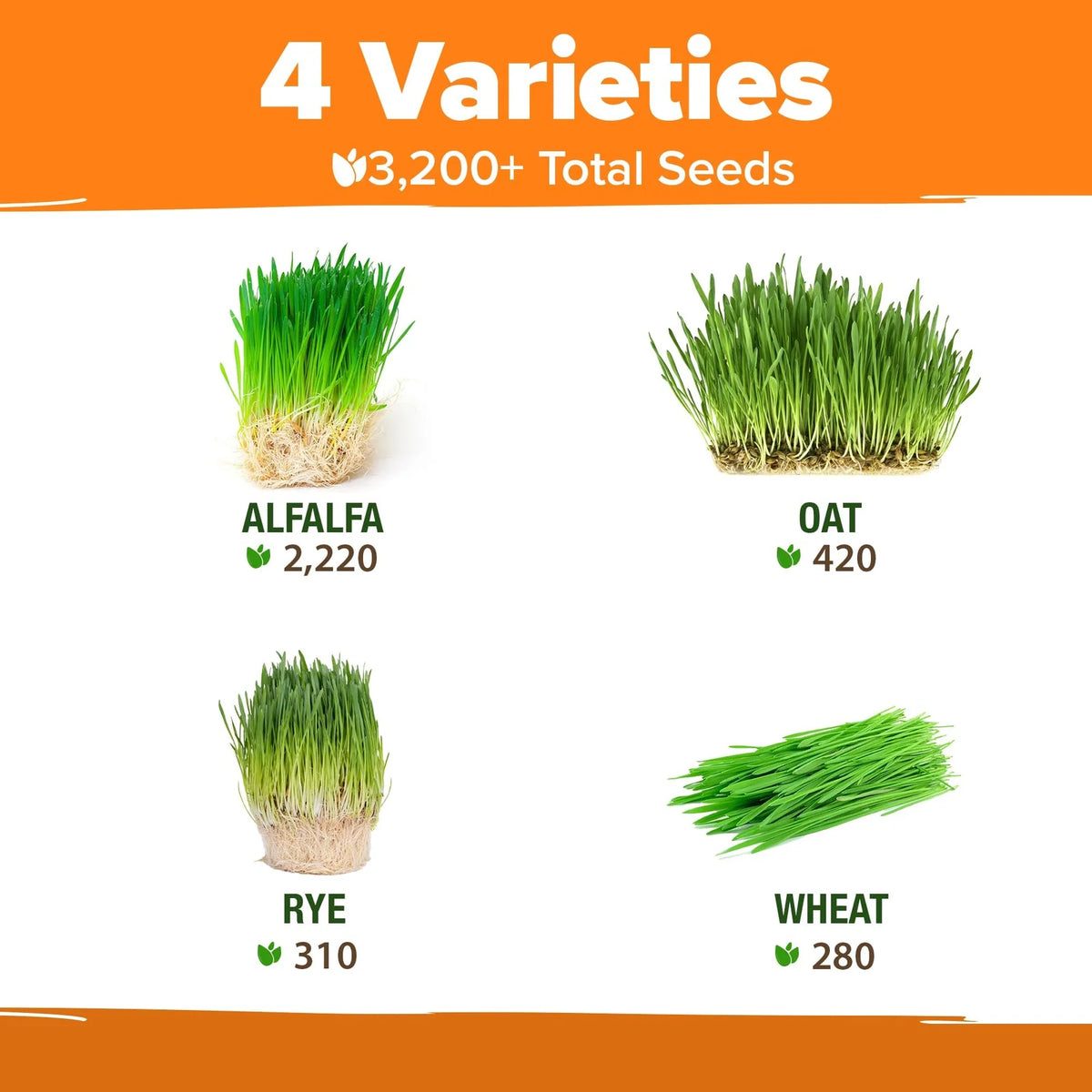 Cat Grass Seeds Pack with Four Varieties, USA-Harvested Heirloom Non-GMO Greens for Indoor Cat Growing