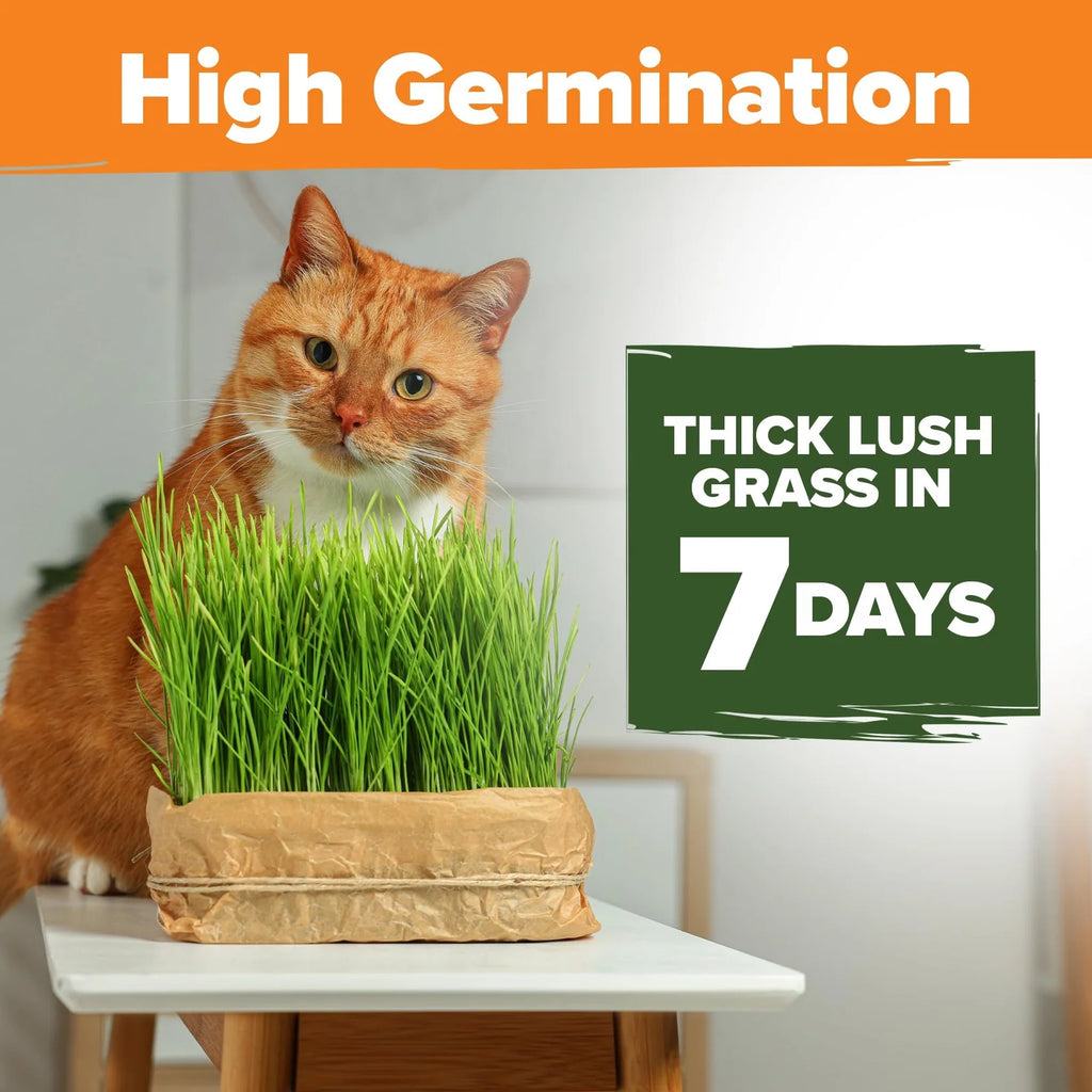 Cat Grass Seeds Pack with Four Varieties, USA-Harvested Heirloom Non-GMO Greens for Indoor Cat Growing