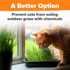 Cat Grass Seeds Pack with Four Varieties, USA-Harvested Heirloom Non-GMO Greens for Indoor Cat Growing