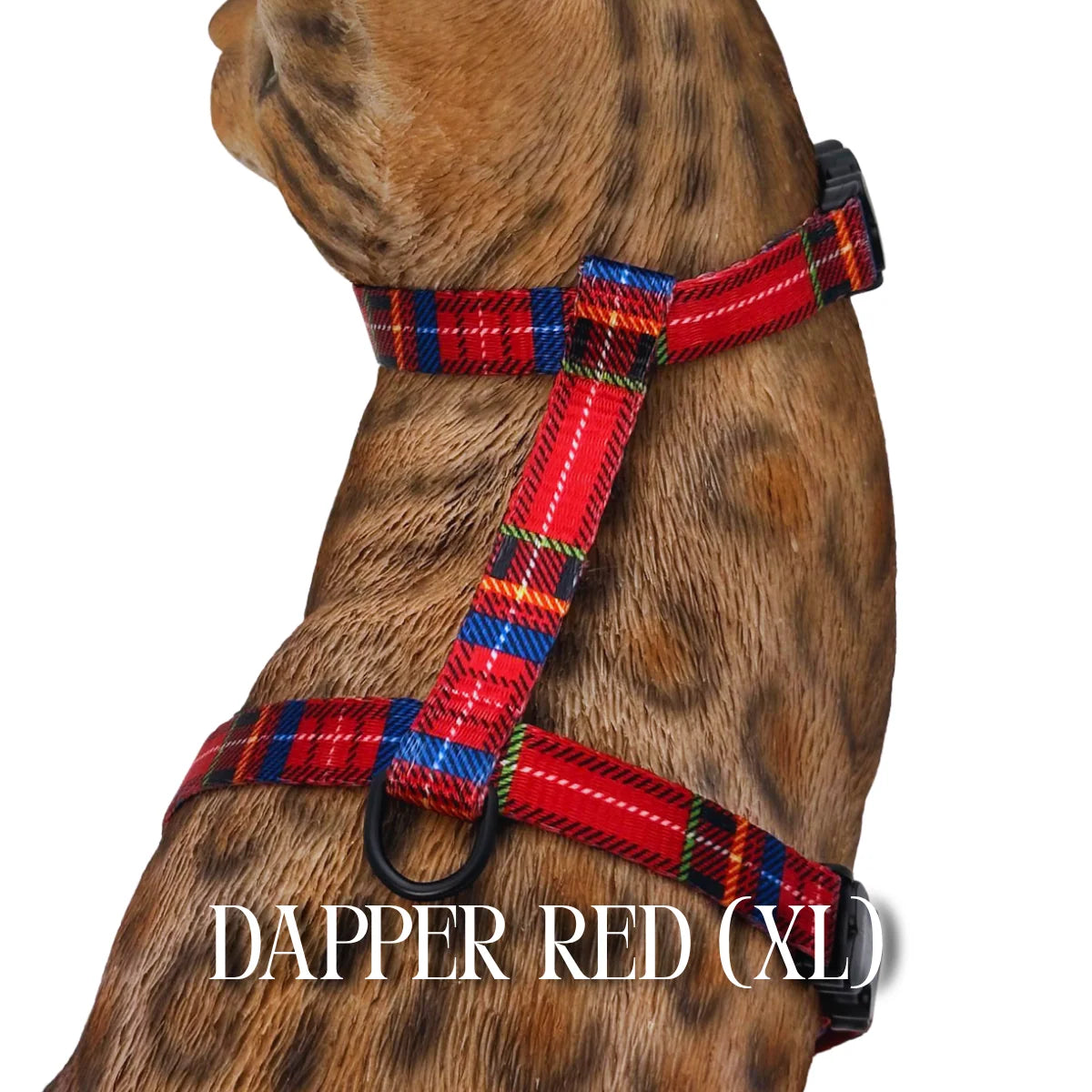 Cat Harness, Adjustable Escape-Resistant Walking Design with Swivel Back Strap and Colorful Reflective Styles