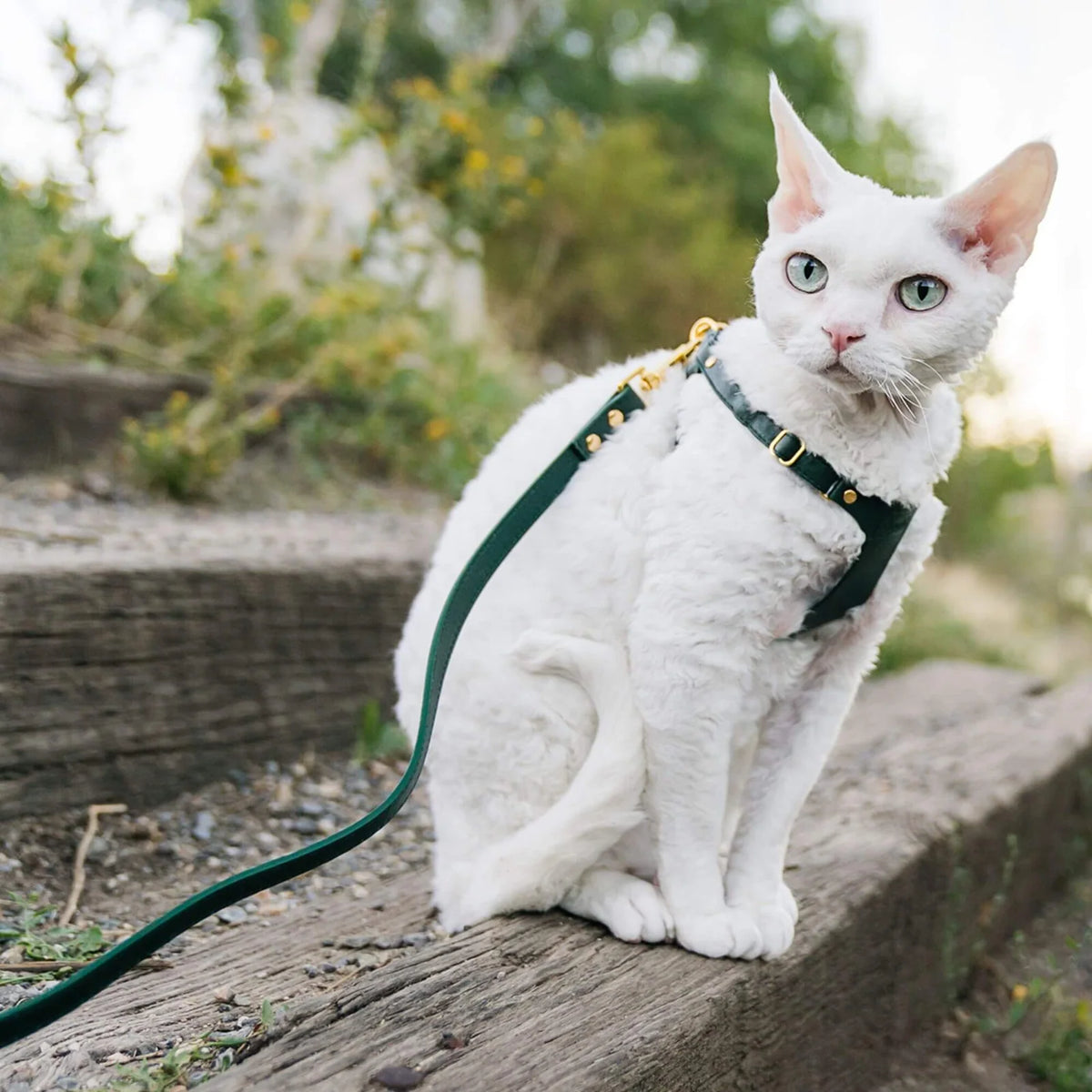 Cat Leash