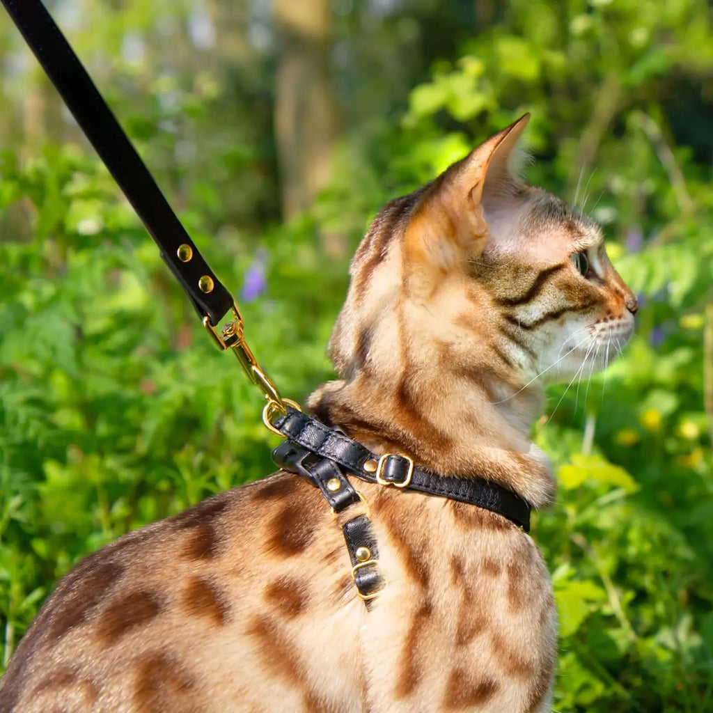 Cat Leash