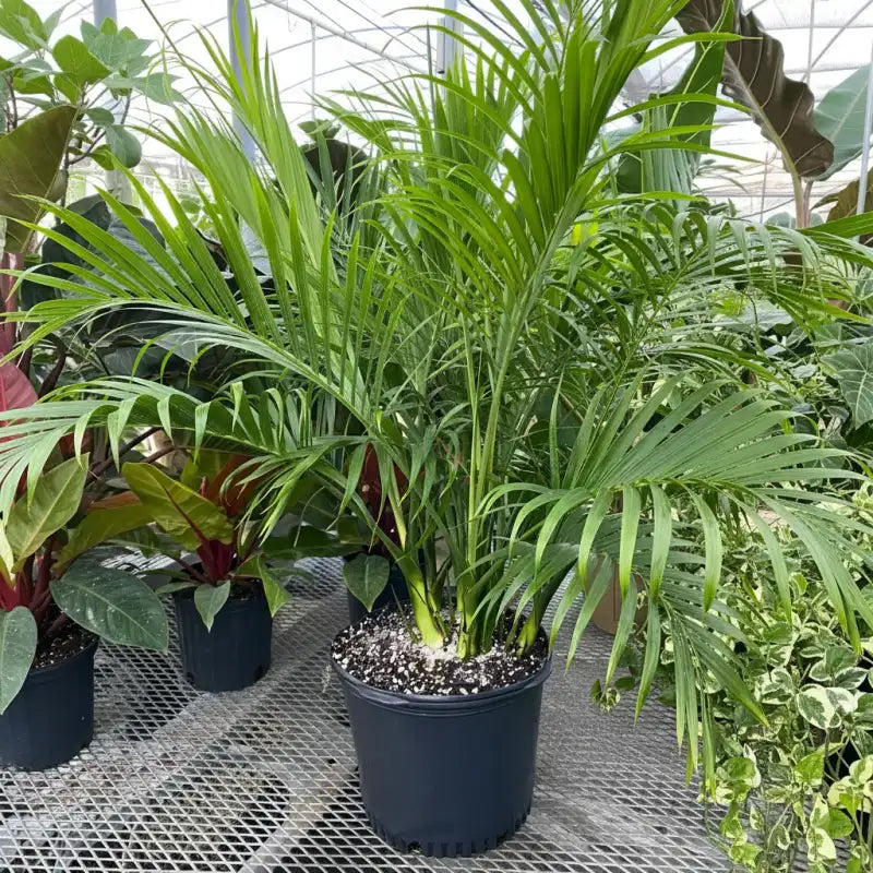 Cat Palm Live Indoor Plant in Multiple Pot Sizes, Tropical Green Fronds for Bright Rooms and Patios