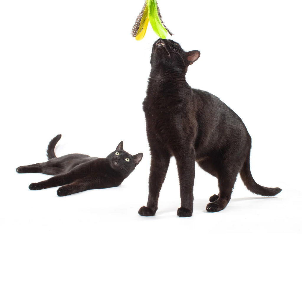 Cat Wand Toy Bundle with Telescoping Feather Wand and Replacement Feather Attachment for Interactive Hunt Play