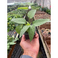 Cebu Blue Pothos Live Indoor Plant, 3" Pot-Nursery Pot