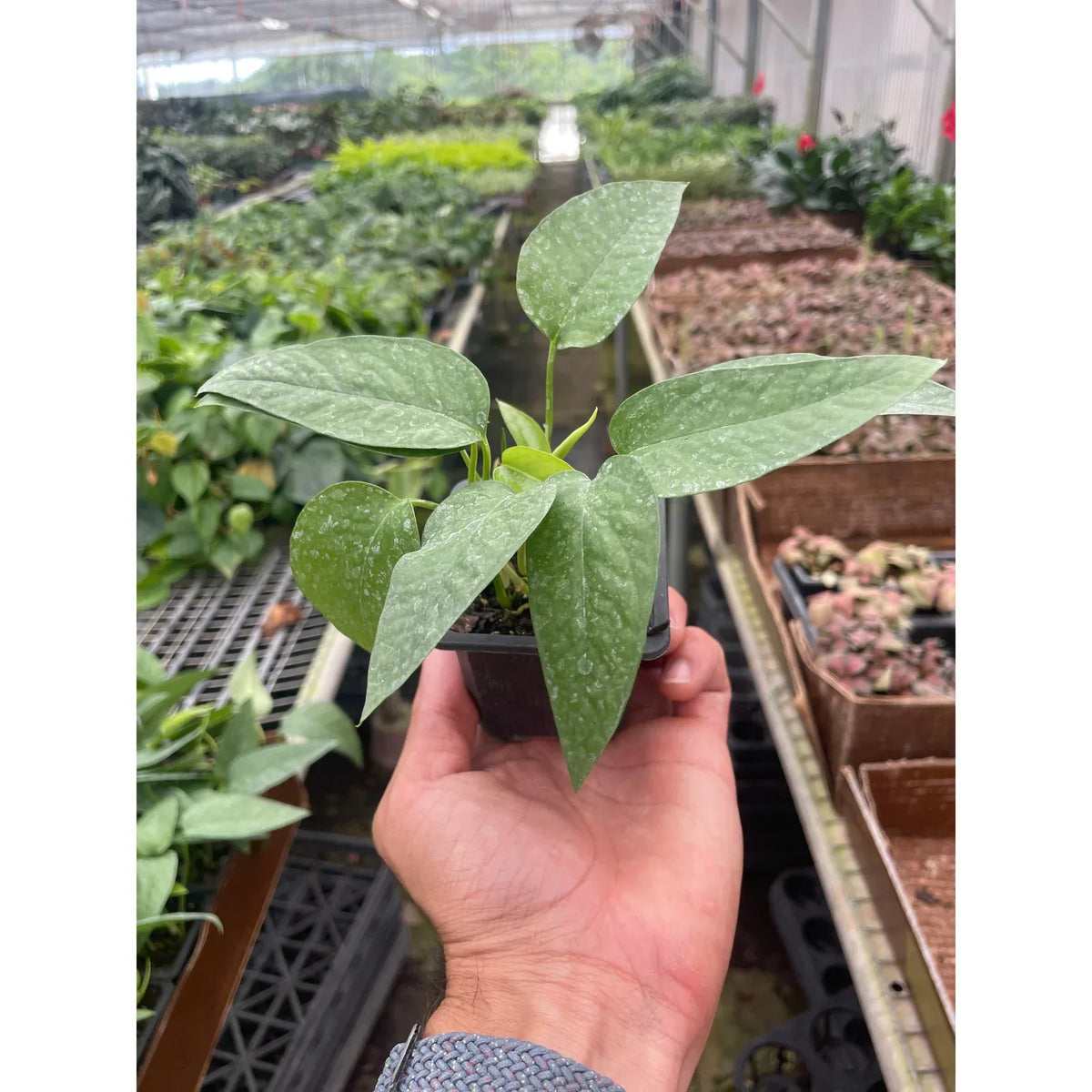 Cebu Blue Pothos Live Indoor Plant, 3" Pot-Nursery Pot