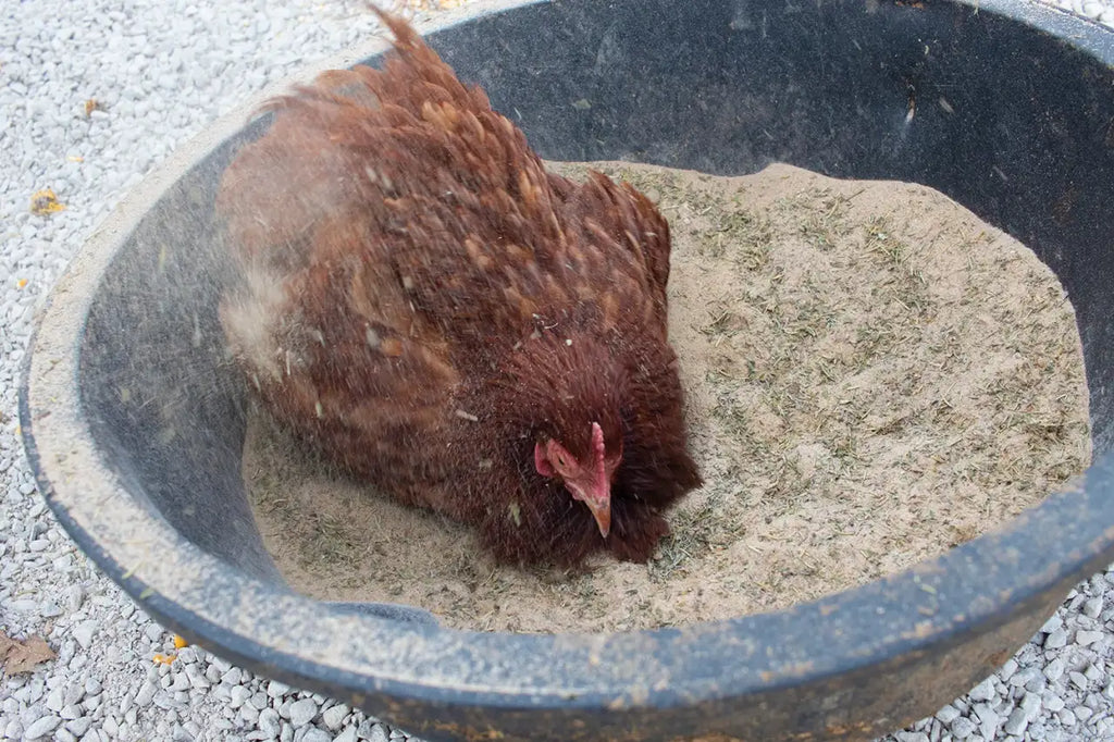 Chicken Dust Bath