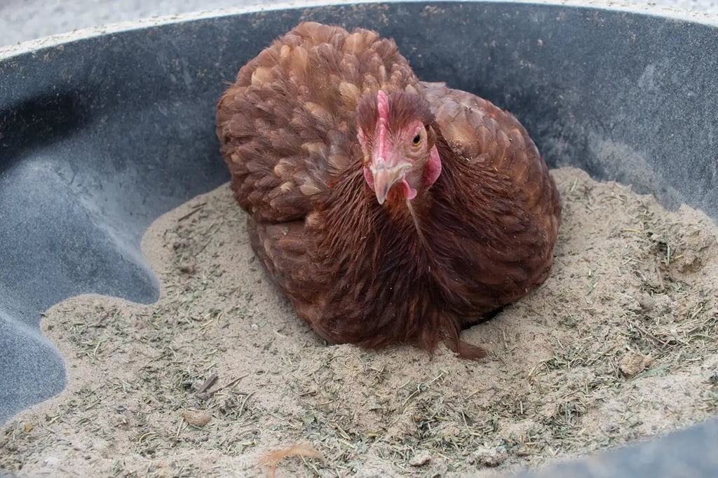 Chicken Dust Bath