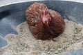 Chicken Dust Bath