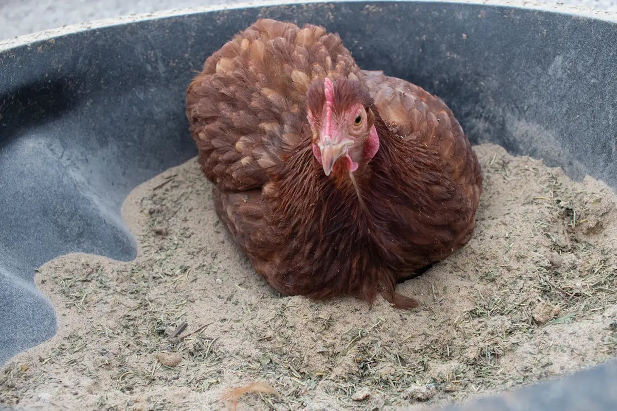 Chicken Dust Bath