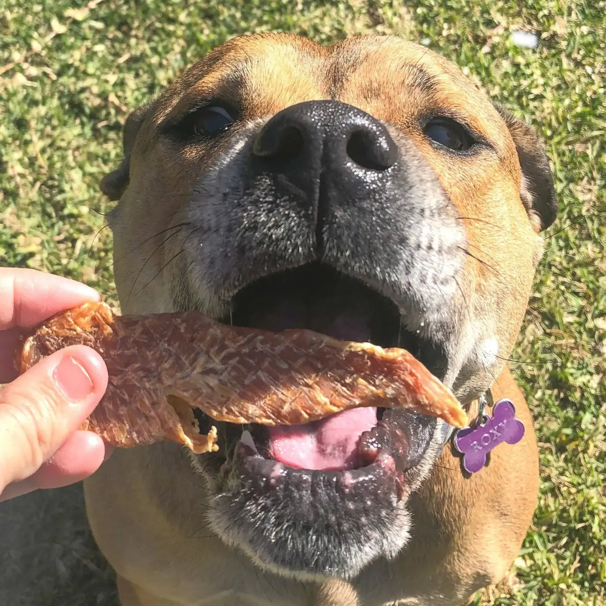 Chicken Jerky Dog Treats Made from Australian Chicken Breast