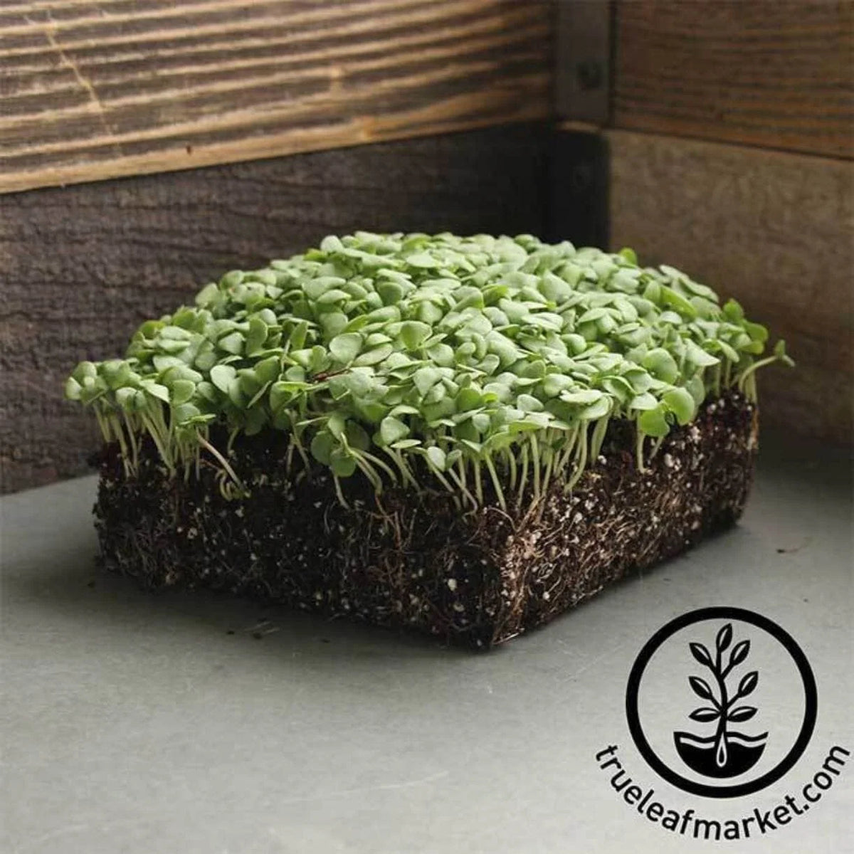 Cinnamon Basil Microgreen Seeds for Soil or Hydroponic Growing, Producing Tender Greens with Spiced Basil Flavor