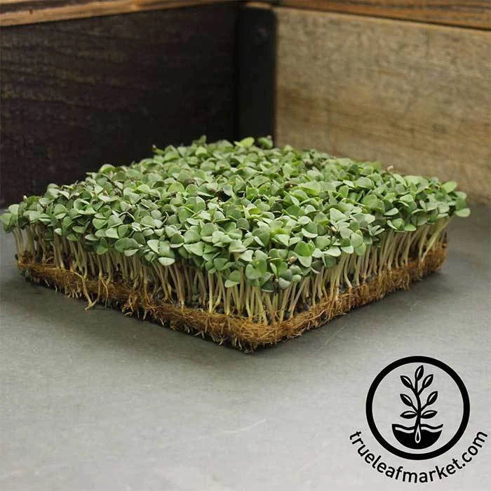 Cinnamon Basil Microgreen Seeds for Soil or Hydroponic Growing, Producing Tender Greens with Spiced Basil Flavor