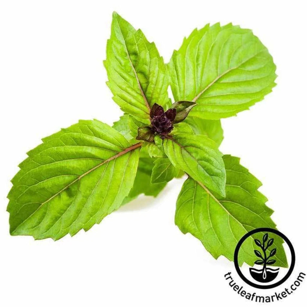 Cinnamon Basil Seeds