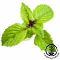 Cinnamon Basil Seeds