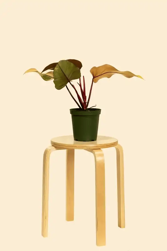 Climbing Plant Support Bundle with Two Fillable Supports and a One-Gallon Bag of Sphagnum Moss