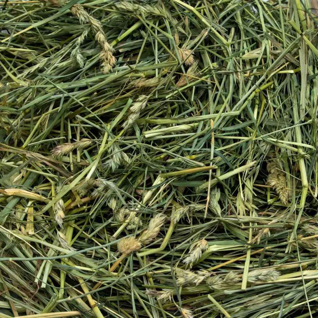 Coarse Orchard Grass Hay