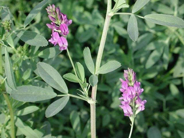 Coated Alfalfa Seed