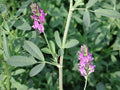 Coated Alfalfa Seed