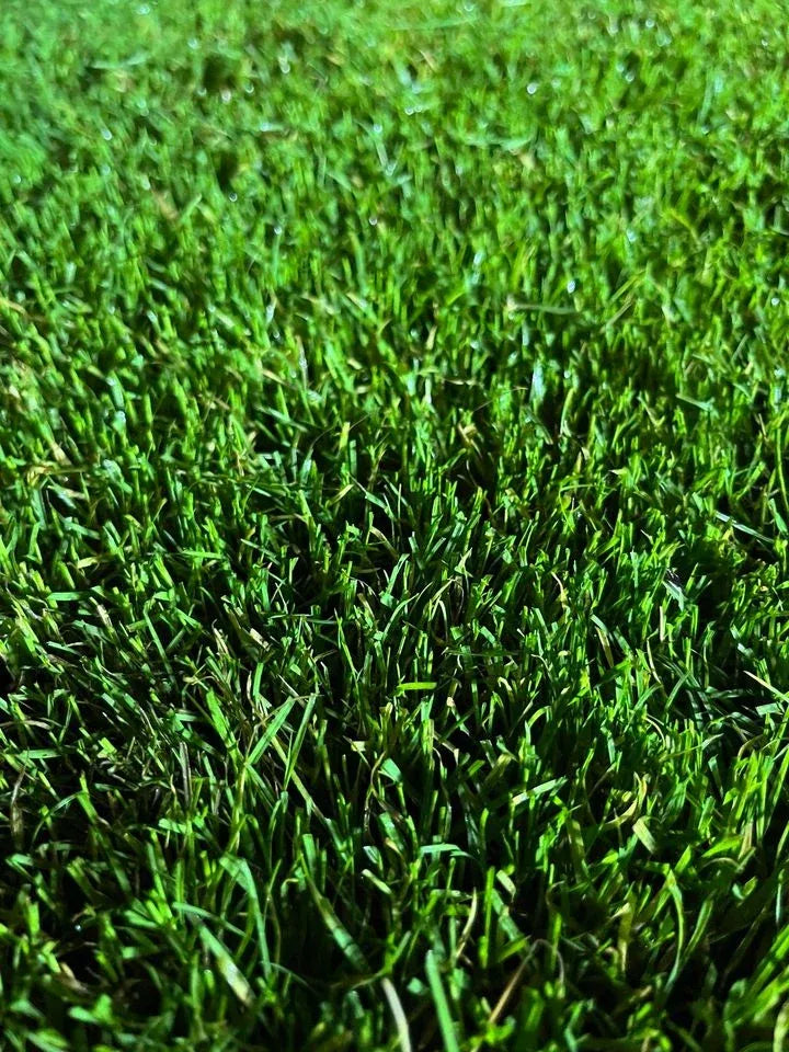 Common Bermuda Grass Seed, Coated and Unhulled
