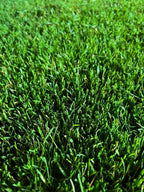 Common Bermuda Grass Seed, Coated and Unhulled