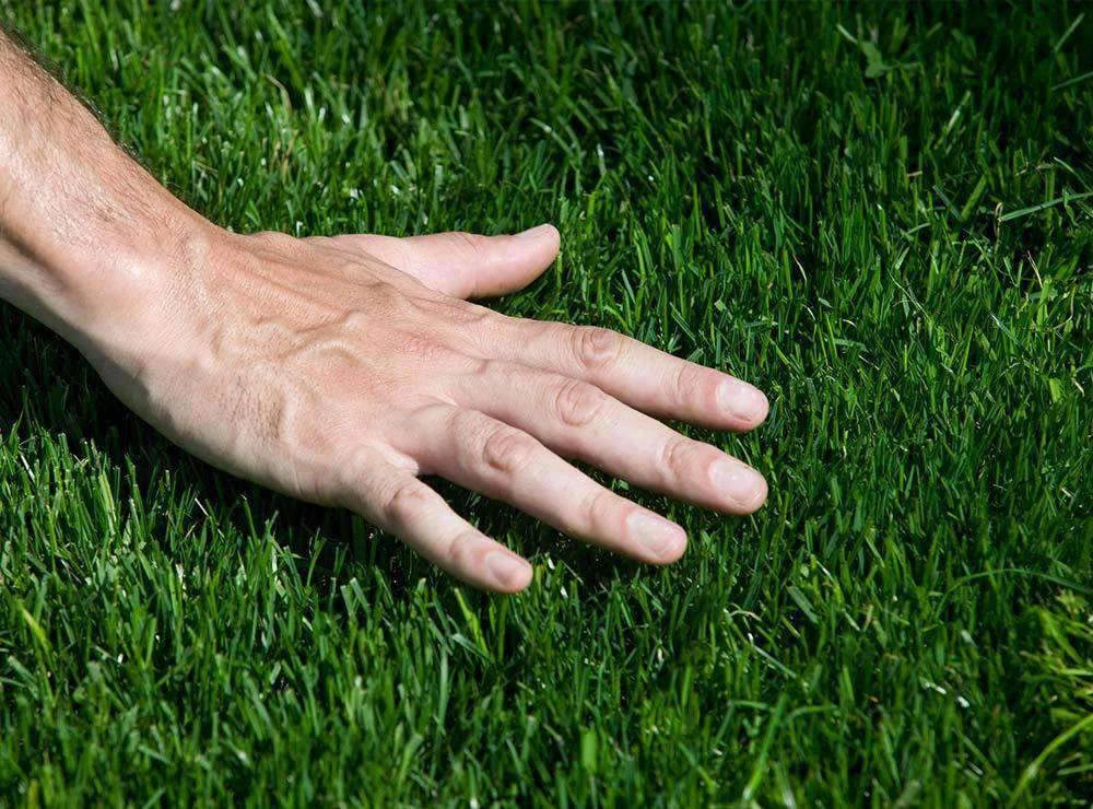 Common Bermuda Grass Seed, Coated and Unhulled