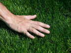 Common Bermuda Grass Seed, Coated and Unhulled