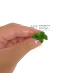Compact Anubias 'Super Petite' Aquarium Plant, Bare-Root Rhizome, Bare-root Plants